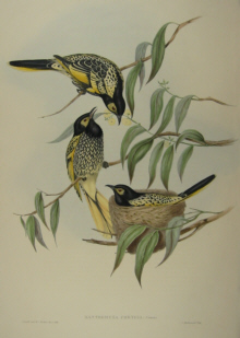 John Gould's Birds of Australia